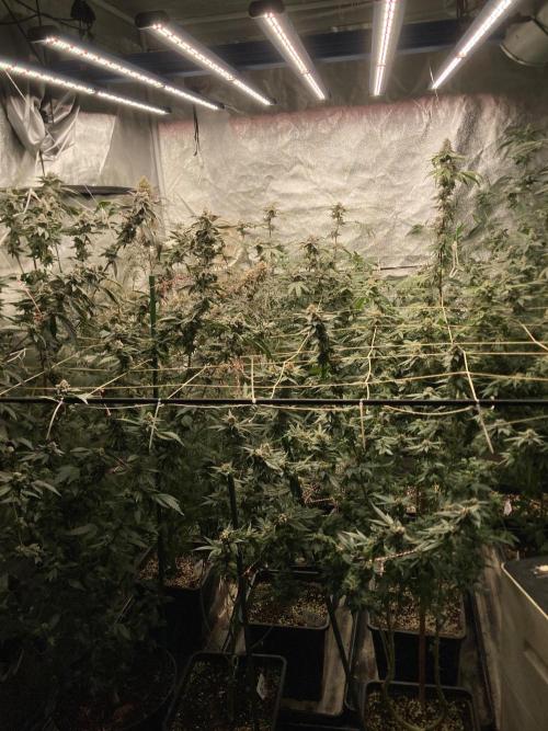 Apples & Bananas x Zoda . Week 22