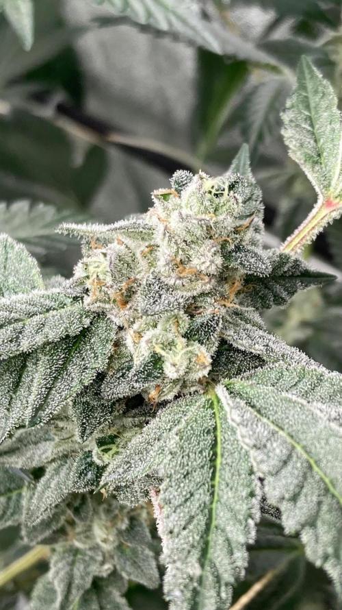 Rainbow Marker #2 (LIT Farms). Week 8