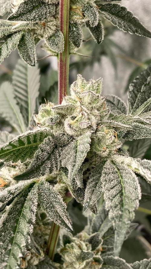 Rainbow Marker #2 (LIT Farms). Week 8