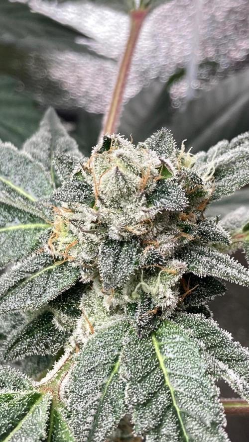 Rainbow Marker #2 (LIT Farms). Week 8