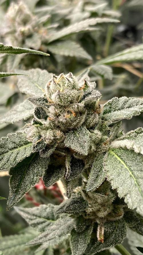 Rainbow Marker #2 (LIT Farms). Week 8