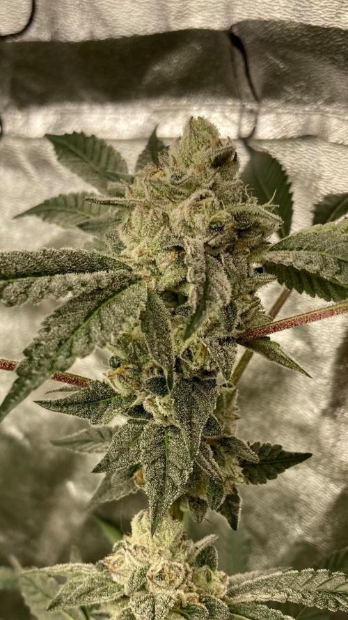 Rainbow Marker #2 (LIT Farms). Week 8