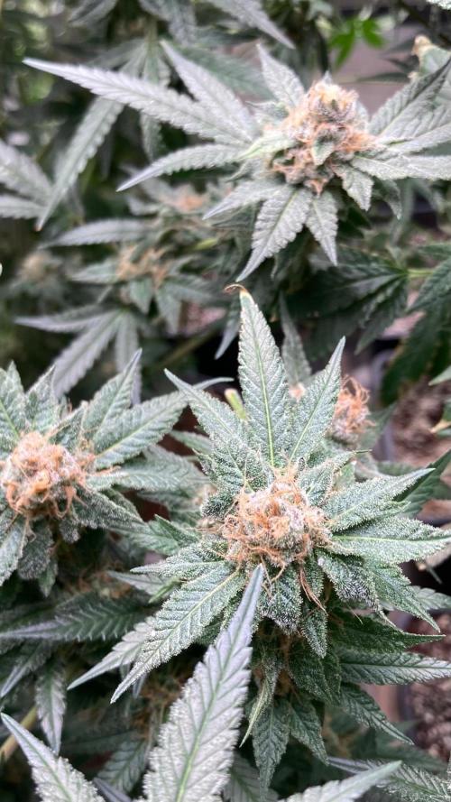 Blackcherry Punch Clones (In House Gen). Week 8