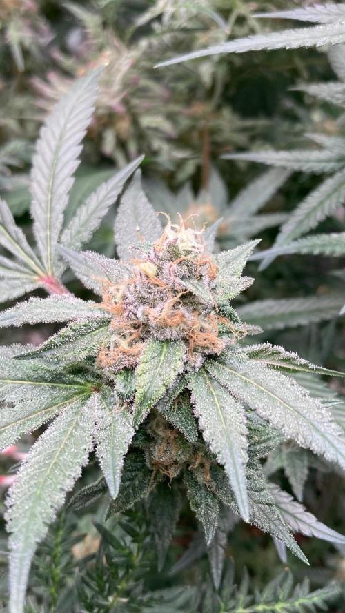 Blackcherry Punch Clones (In House Gen). Week 8