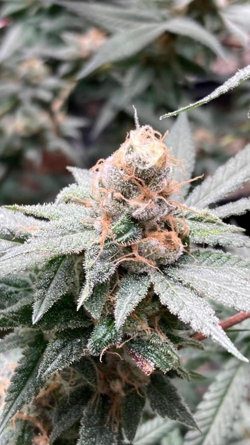Blackcherry Punch Clones (In House Gen). Week 8