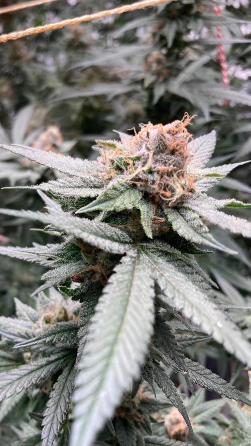 Blackcherry Punch Clones (In House Gen). Week 8