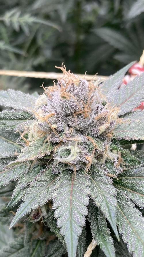 Blackcherry Punch Clones (In House Gen). Week 8