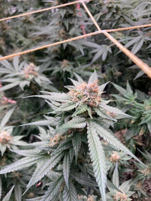 Blackcherry Punch Clones (In House Gen). Week 8