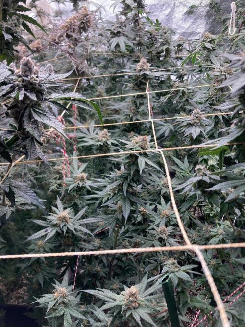 Blackcherry Punch Clones (In House Gen). Week 8