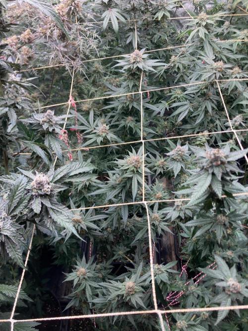 Blackcherry Punch Clones (In House Gen). Week 8