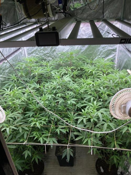 Final BlackCherry Punch Clone (IHG). Week 2