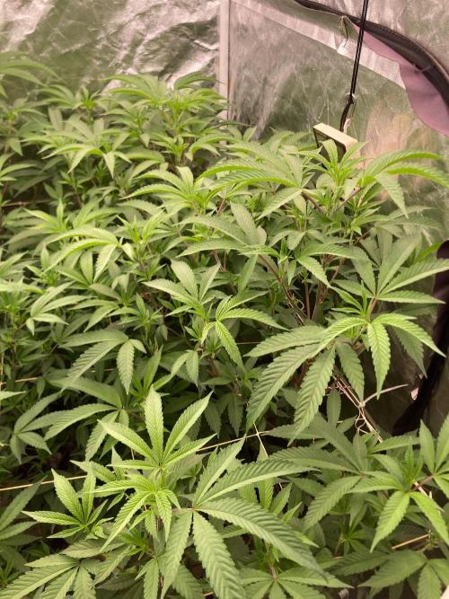 AtomicJelly#1 Clones (In House Genetics). Week 2