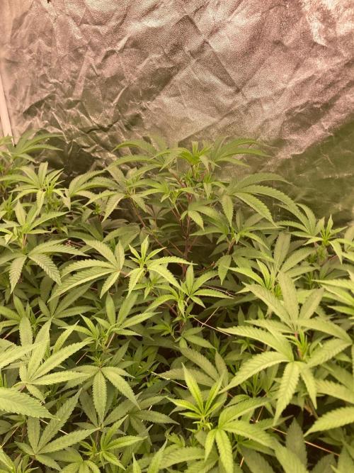 AtomicJelly#1 Clones (In House Genetics). Week 2