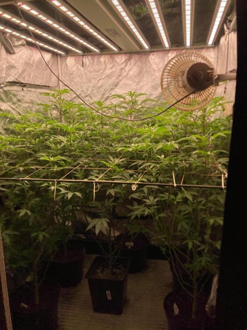 Atomic Jelly. Week 2