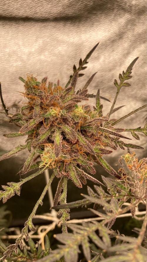 Frosty’s Purple Freak (Khalifa). Week 23