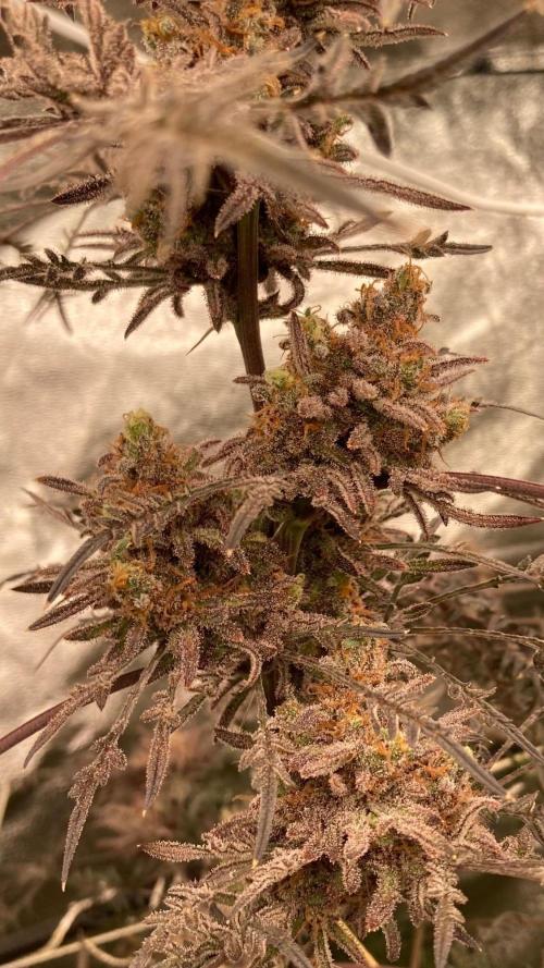 Frosty’s Purple Freak (Khalifa). Week 23