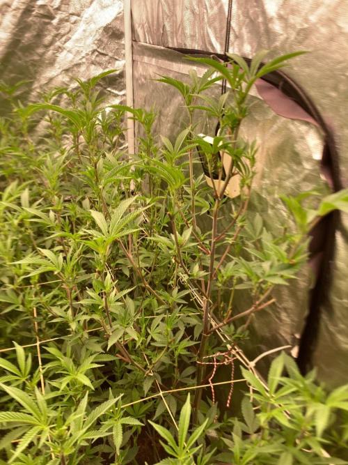 AtomicJelly#1 Clones (In House Genetics). Week 3