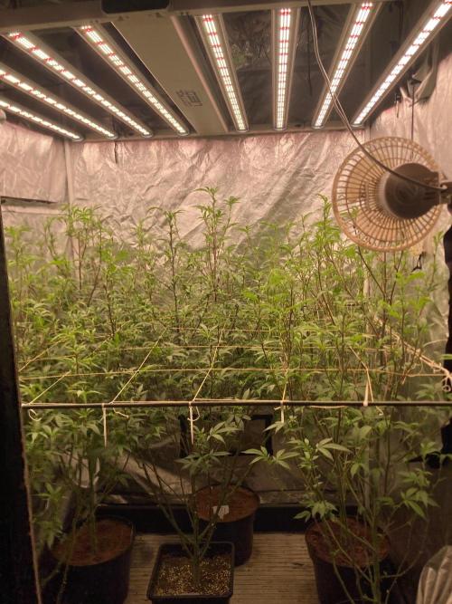 Final BlackCherry Punch Clone (IHG). Week 3