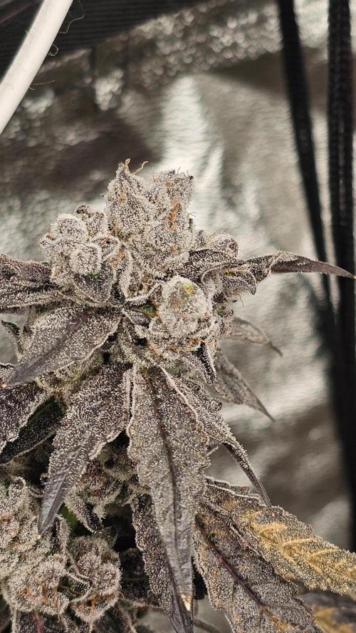 Final Chrome Dome Clone (Compound ). Week 10