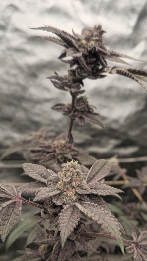 Black Rainbow (LIT Farms). Week 27