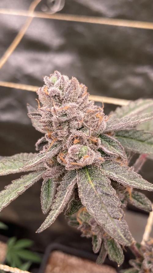 Apples & Bananas x Zoda (Umami Seed Co). Week 24