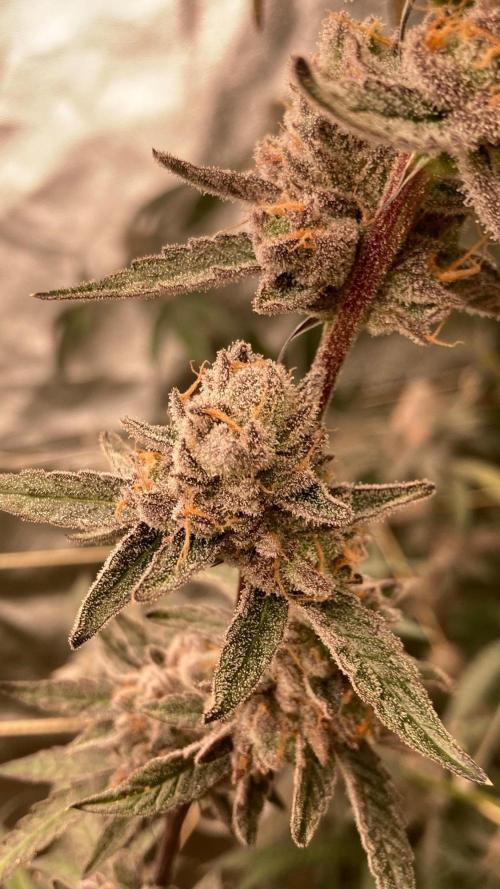 Apples & Bananas x Zoda (Umami Seed Co). Week 24