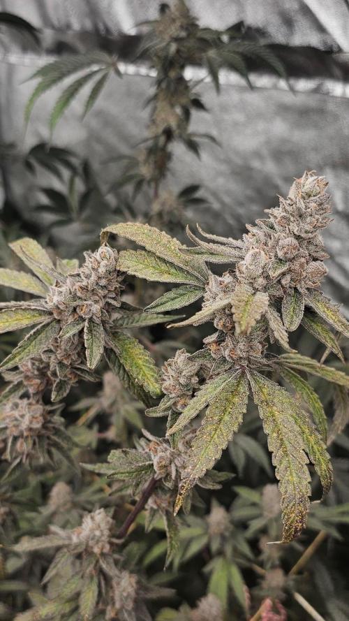 Apples & Bananas x Zoda (Umami Seed Co). Week 25