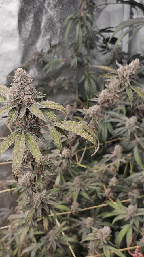 Apples & Bananas x Zoda (Umami Seed Co). Week 25