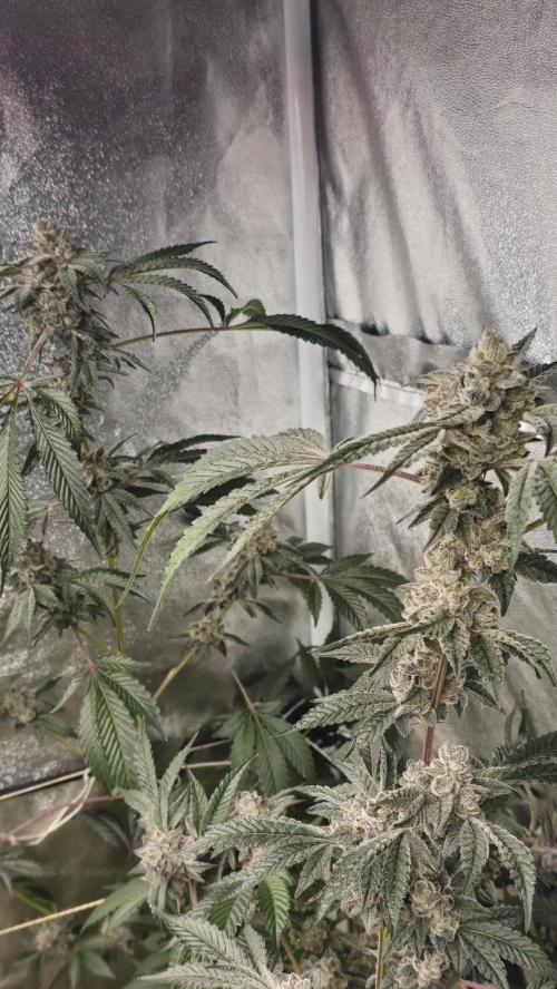 Rainbow Marker #2 (LIT Farms). Week 11