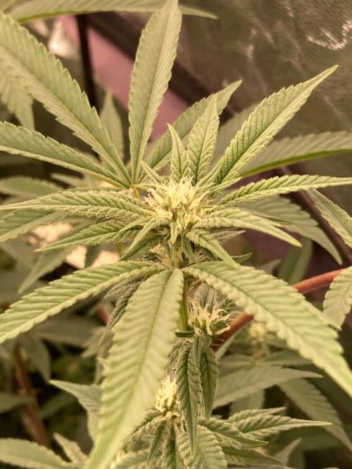 AtomicJelly#1 Clones (In House Genetics). Week 4