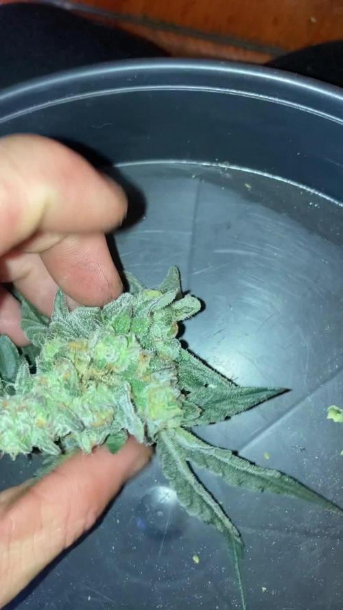 Zoy Sauce Pheno#1 (LIT Farms)