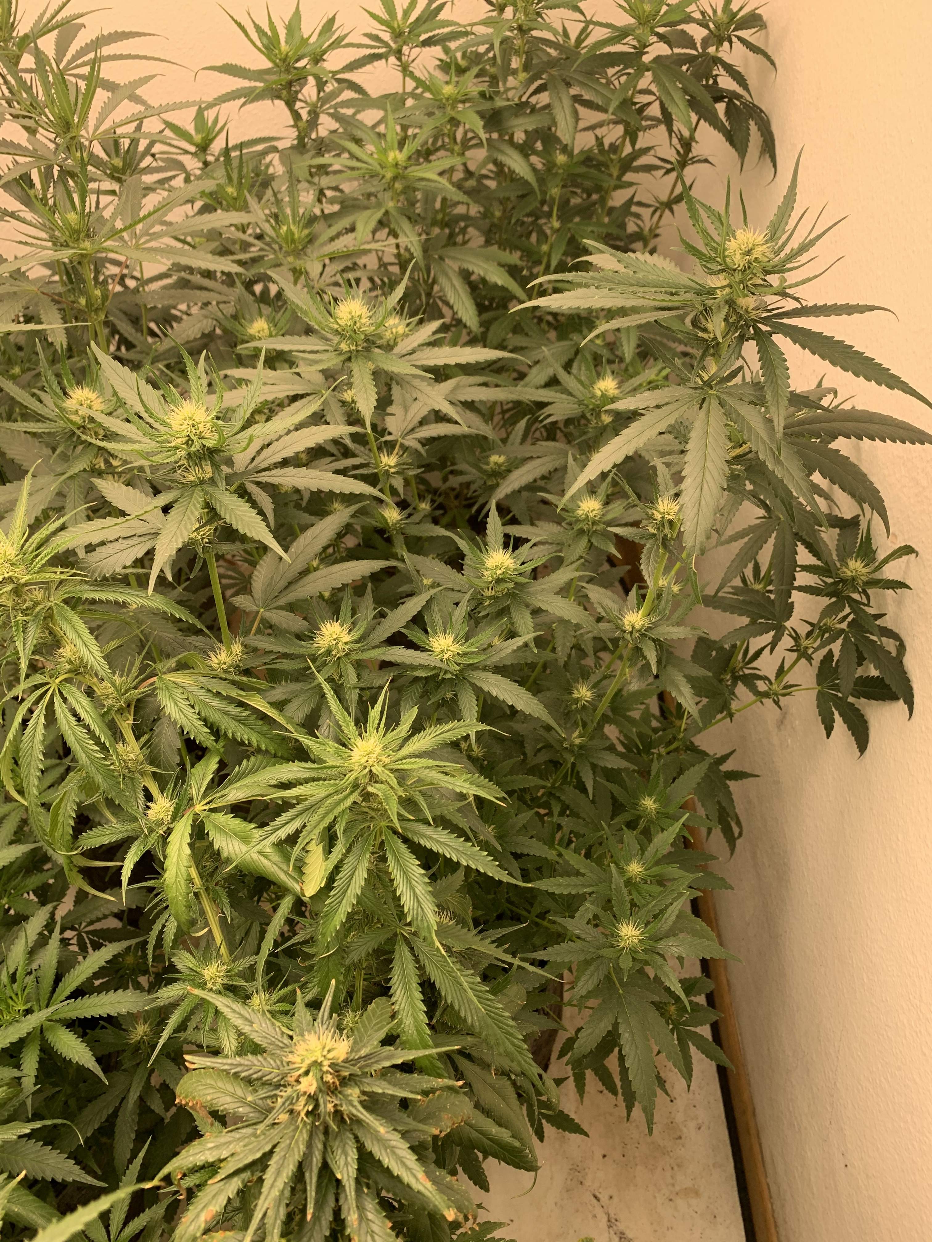 Dutch Passion Orange Bud grow diary (journal) week3 by Luckydope69