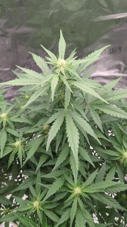 AK47 auto