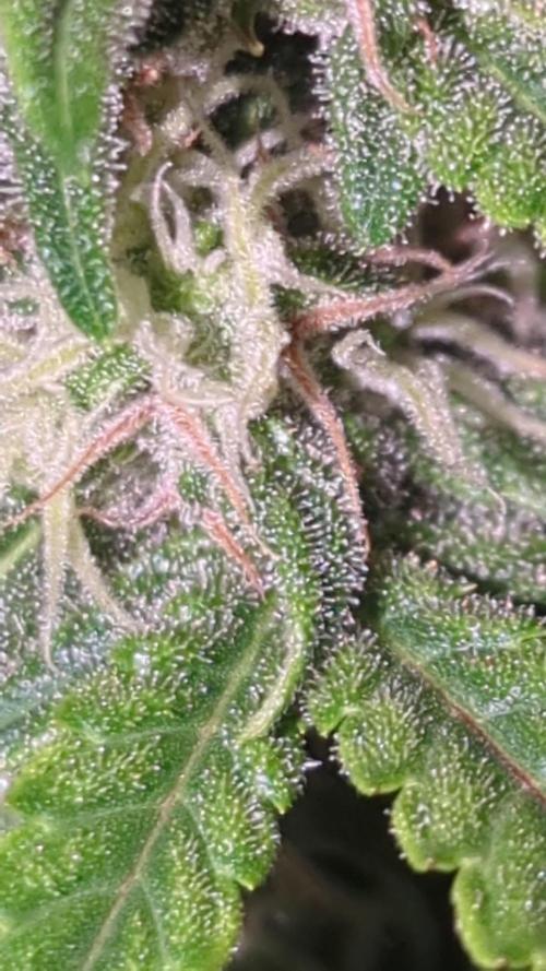 AK47 auto