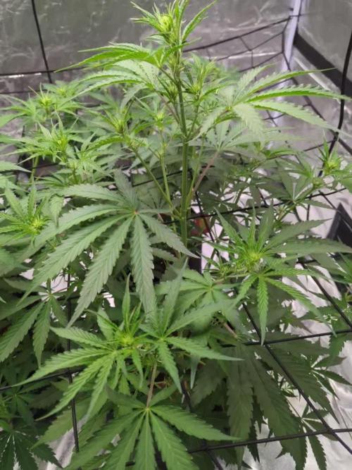 Barney's Trio ( LH, OG, Moby )