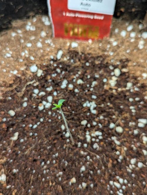 Gorilla Zkittlez ( Barney's ). Week 0