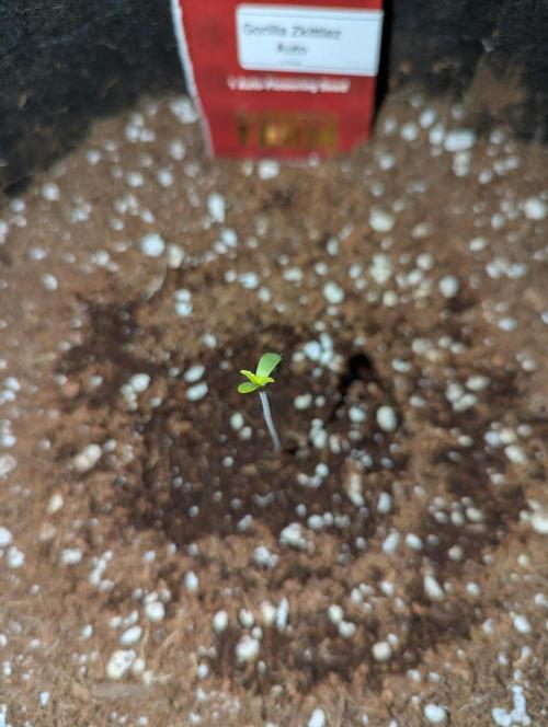 Gorilla Zkittlez ( Barney's ). Week 0