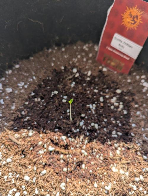 Gorilla Zkittlez ( Barney's ). Week 0