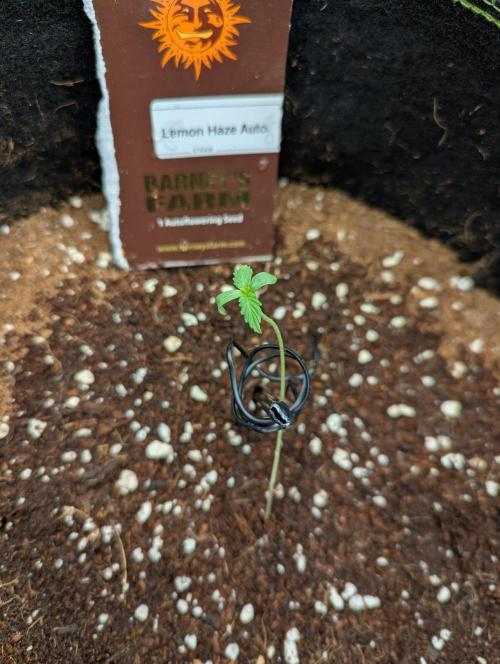 Lemon Haze ( Barney's ). Week 1