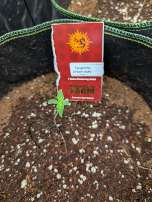 Tangerine Dream ( Barney's). Week 1