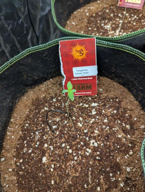Tangerine Dream ( Barney's). Week 1