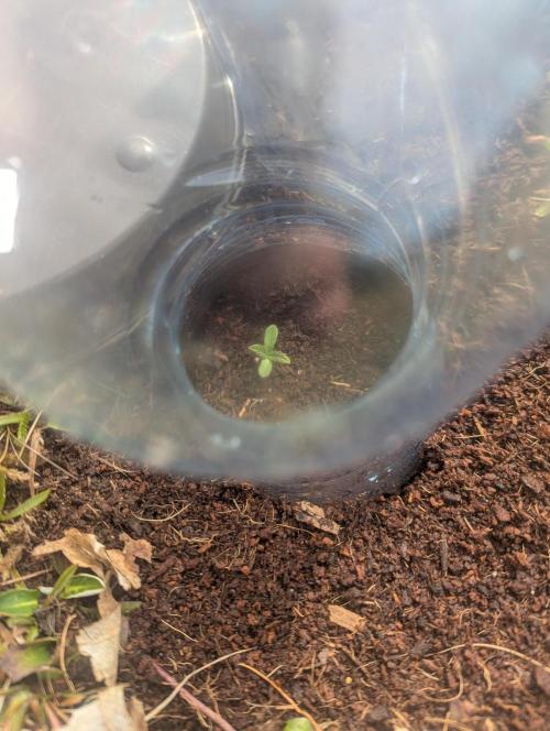 Green Poison ( Sweet Seeds ) Photo. Week 3