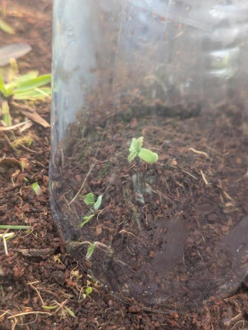 Green Poison. Week 3