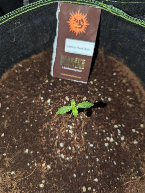 Lemon Haze ( Barney's ). Week 2