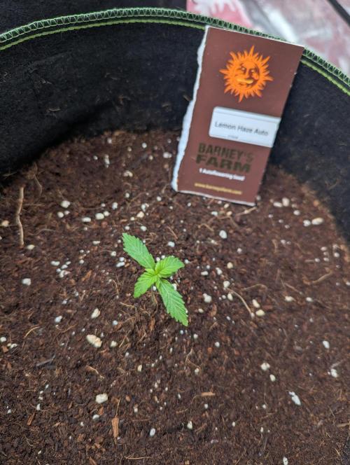 Lemon Haze ( Barney's ). Week 2