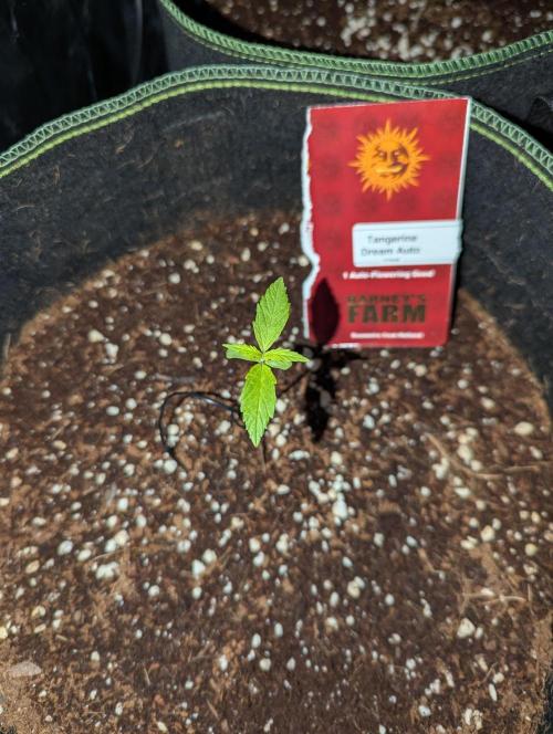 Tangerine Dream ( Barney's). Week 2