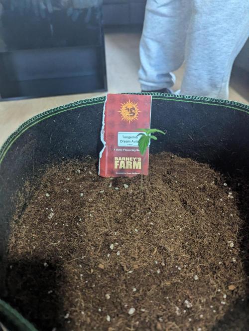 Tangerine Dream ( Barney's). Week 2