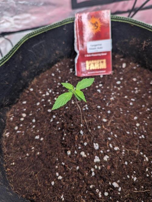 Tangerine Dream ( Barney's). Week 2