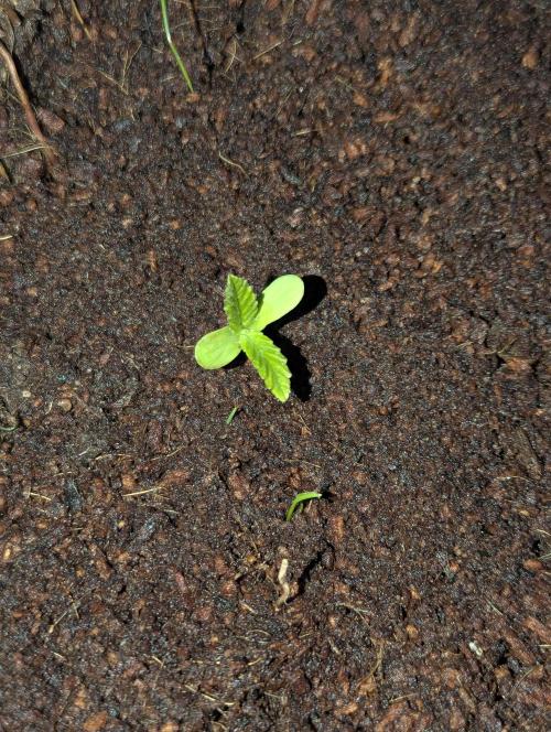Green Poison ( Sweet Seeds ) Photo. Week 4