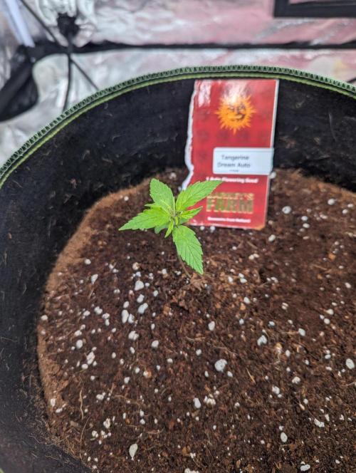 Tangerine Dream ( Barney's). Week 3